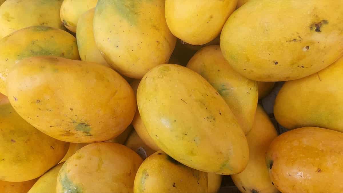 Banganapalli Mango Andhra