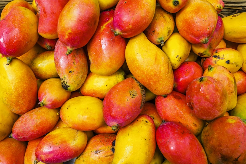 Kesar Mango Gujarat