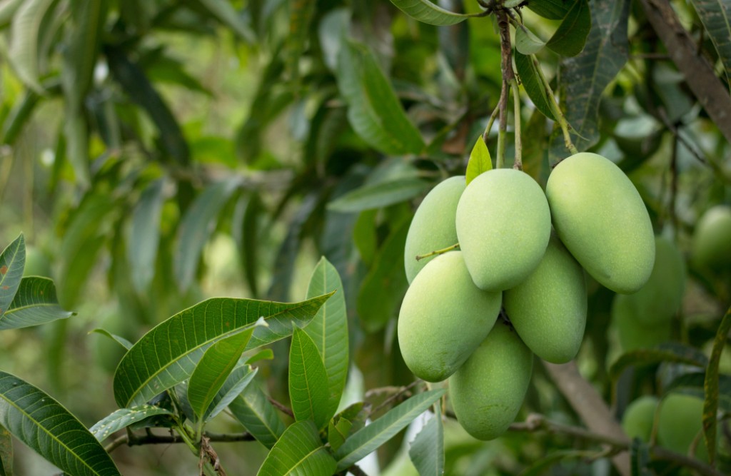 Organic Mango Farm