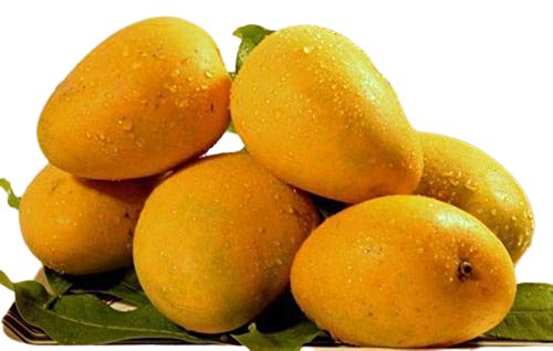Rajapuri Mango