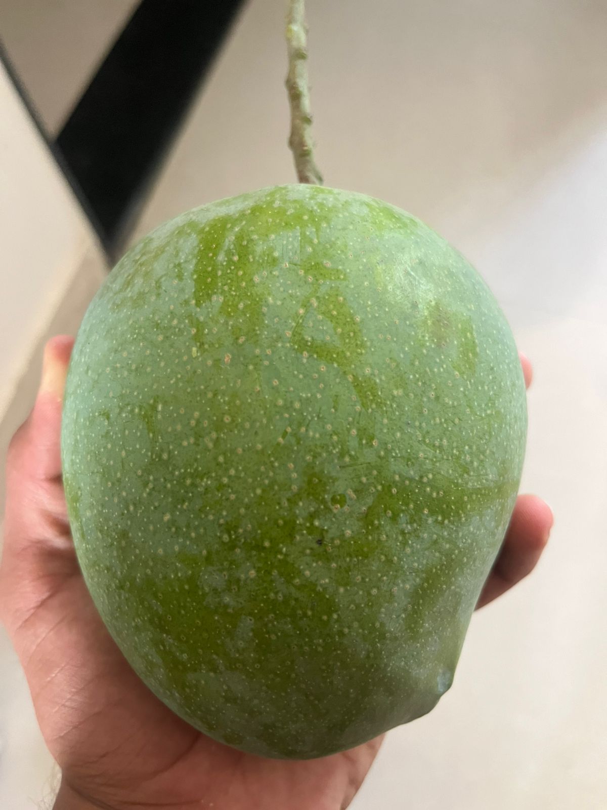 Rajapuri Mango